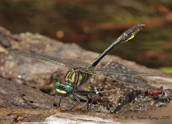 Phanogomphus australis, male